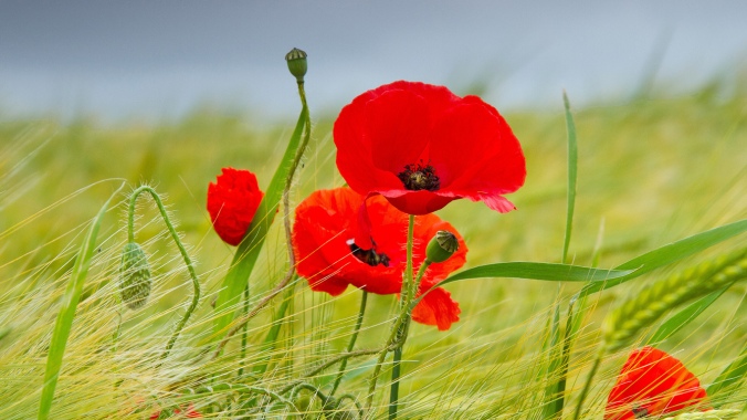Red-poppies
